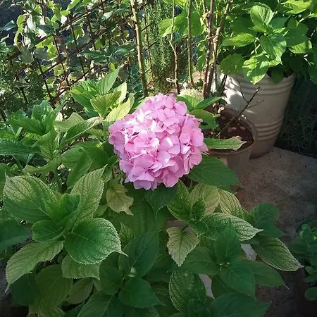 Neva Apartment Bilice