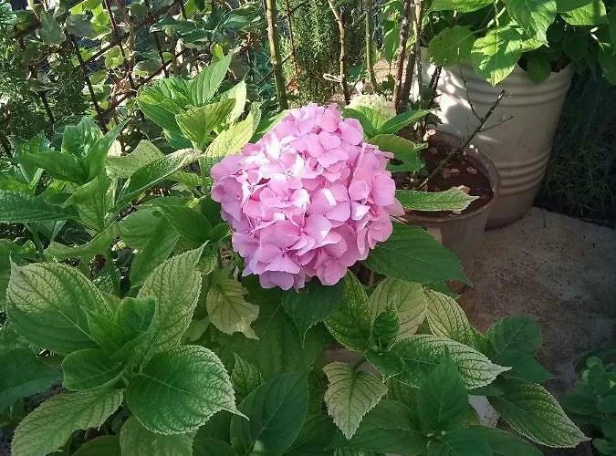 Neva Apartment Bilice